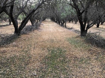 Venta / Parcela / Curacaví