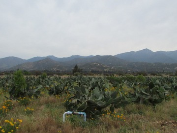 Venta / Parcela / Curacaví