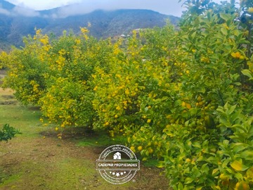 Imagen 7