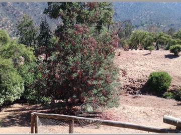 Imagen 7