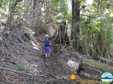 Venta / Parcela / Curarrehue