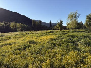 Venta / Parcela / Curicó