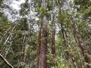 Venta / Parcela / Dalcahue