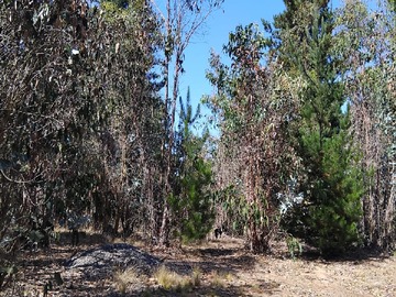 Imagen 6