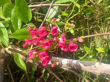 Venta / Parcela / Florida