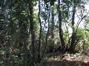 Venta / Parcela / Freire