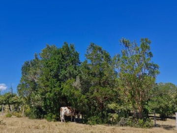 Imagen 5