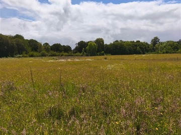 Venta / Parcela / Fresia