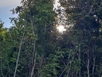 Venta / Parcela / Fresia