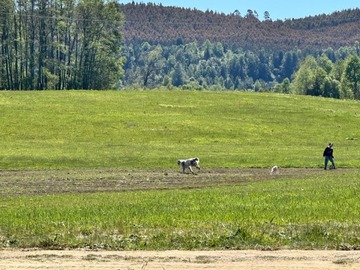 Venta / Parcela / Fresia