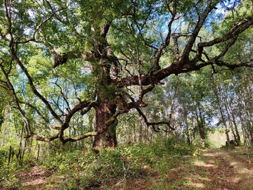 Venta / Parcela / Gorbea