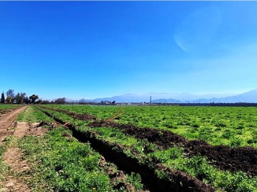 Venta / Parcela / Graneros