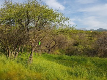 Venta / Parcela / Hijuelas