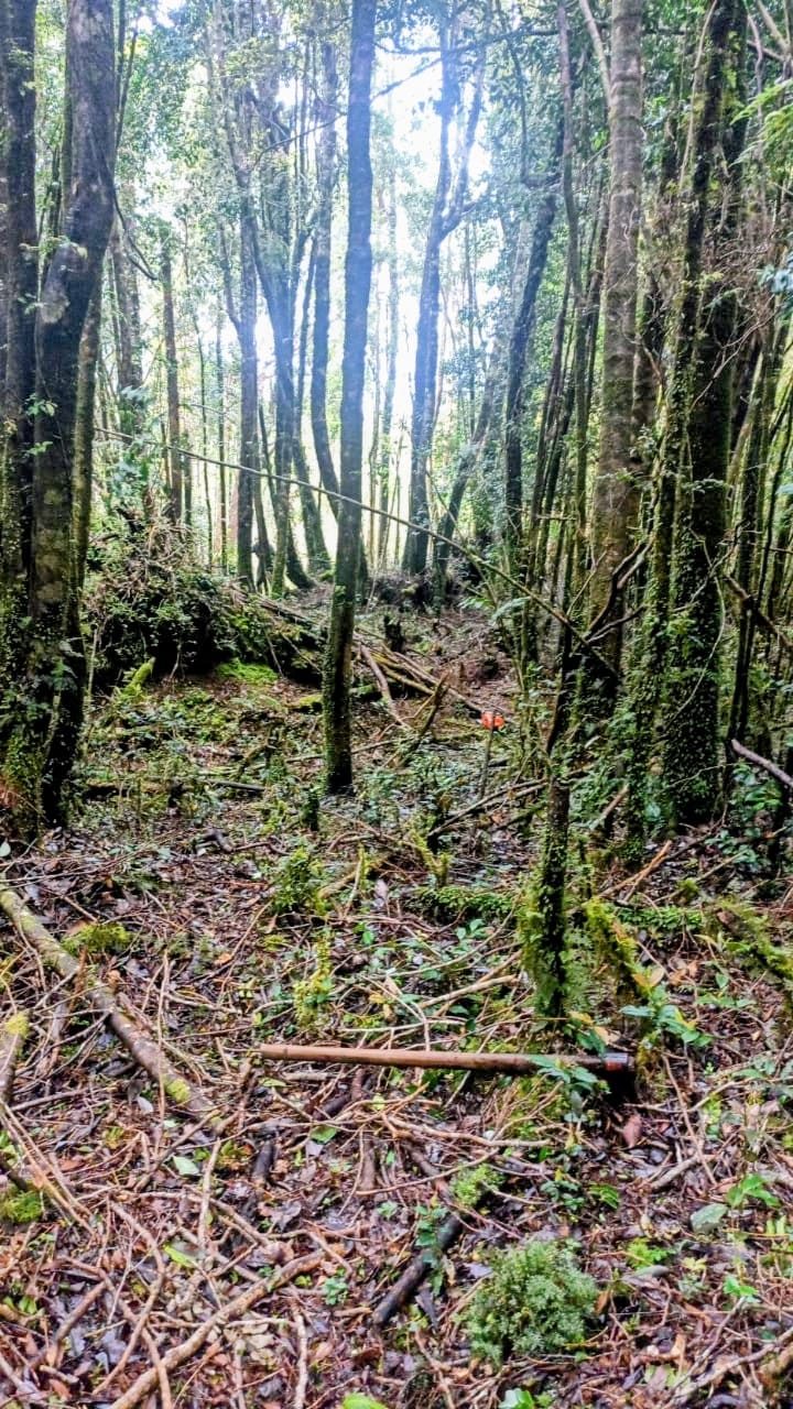 Bosque nativo