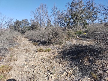 Olivos de 20 años de edad