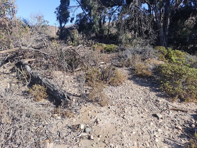 Con Árboles Eucaliptus en sus extremos