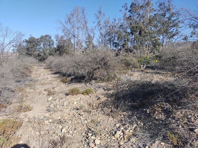 Olivos de 20 años de edad