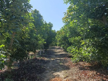 Venta / Parcela / Isla de Maipo