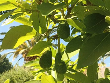 Venta / Parcela / Isla de Maipo
