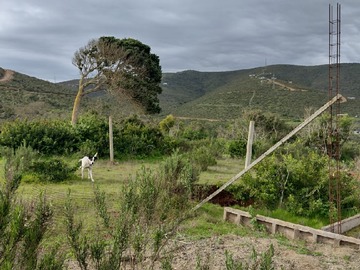 Venta / Parcela / La Ligua