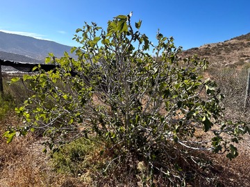 Venta / Parcela / La Serena