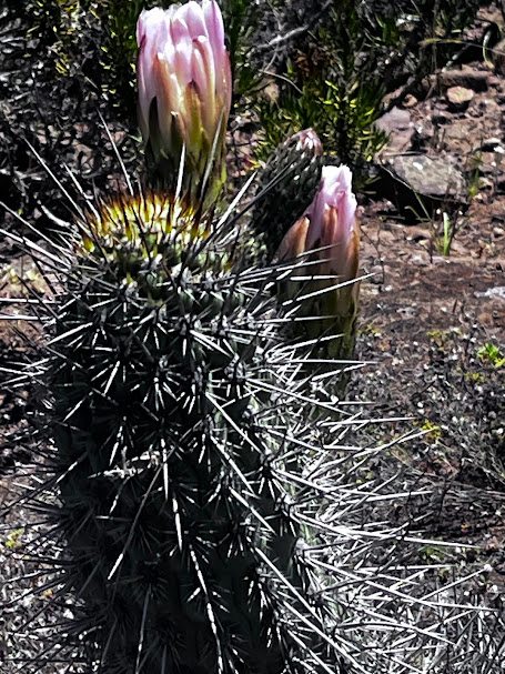 flora autoctona