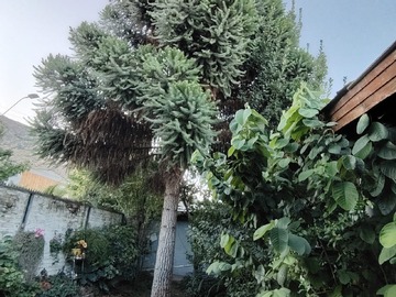 Venta / Parcela / Lampa