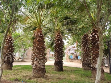 Venta / Parcela / Las Cabras