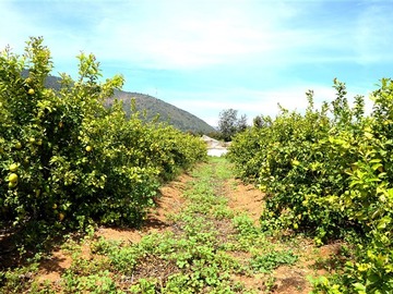 Venta / Parcela / Limache