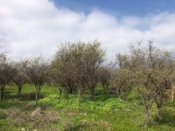 Venta / Parcela / Limache