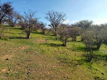 Venta / Parcela / Limache