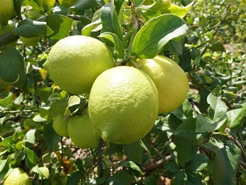 Venta / Parcela / Limache