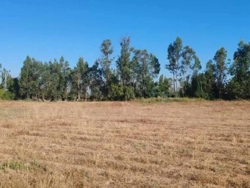 Venta / Parcela / Longaví