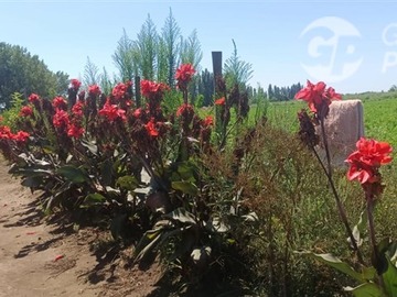 Imagen 26