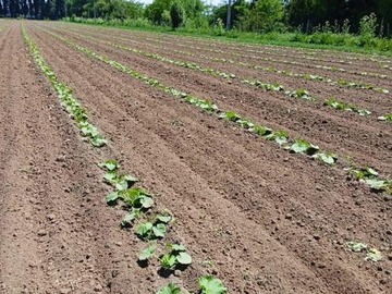 Venta / Parcela / Longaví