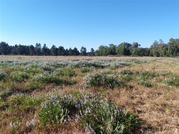 Venta / Parcela / Longaví