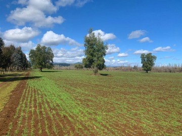 Venta / Parcela / Longaví