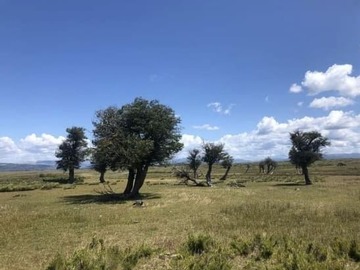 Venta / Parcela / Lonquimay