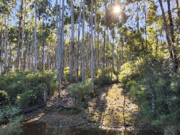 Venta / Parcela / Los Lagos