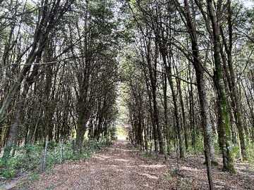 Venta / Parcela / Los Lagos