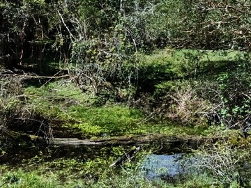 Venta / Parcela / Los Lagos