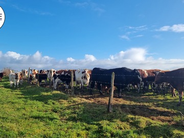 Venta / Parcela / Los Muermos