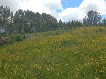 Venta / Parcela / Los Muermos