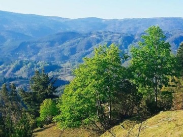 Venta / Parcela / Los Sauces