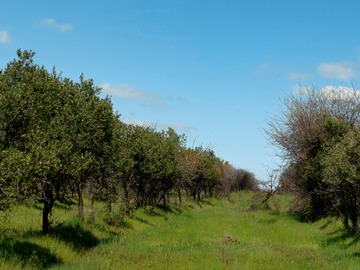 Venta / Parcela / Marchigüe