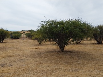 Venta / Parcela / Marchigüe