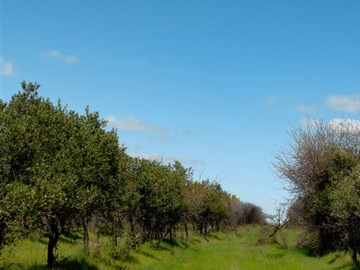 Venta / Parcela / Marchigüe