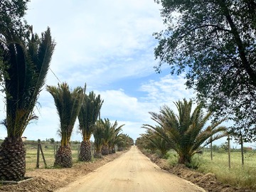 Camino Sauvignon Blanc