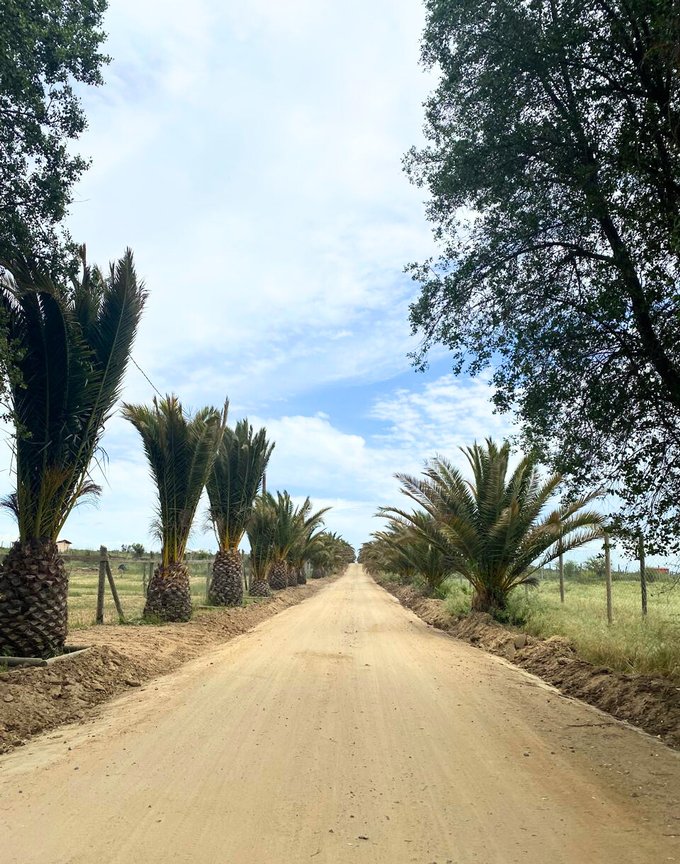 Camino Sauvignon Blanc