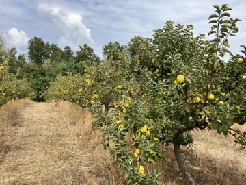 Venta / Parcela / Mariquina